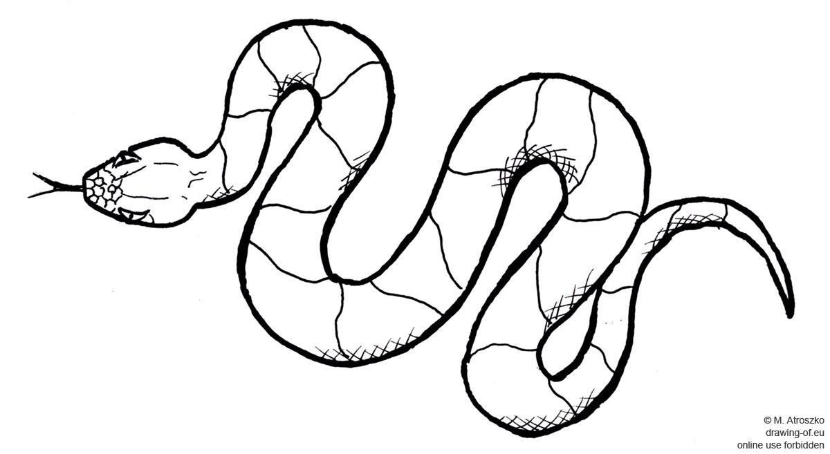 Ja! 15+ Vanlige fakta om Angry Snake Drawing Color? You'll need to