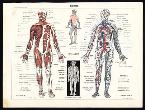 Pictures Of Muscles And Bones / Muscles Bone Joint And Muscle Disorders
