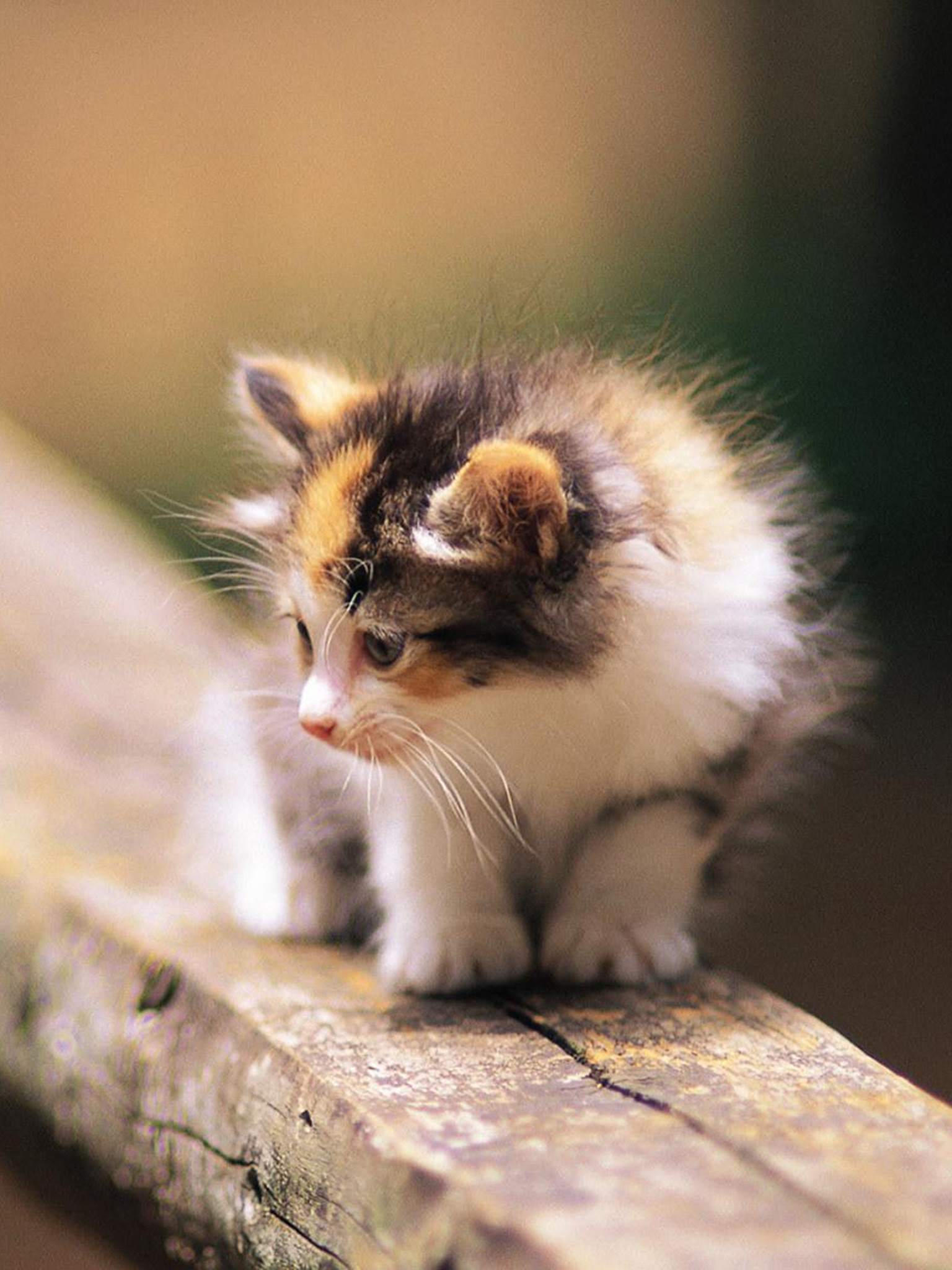 Cute Cat Phone Wallpaper - Cat's Blog