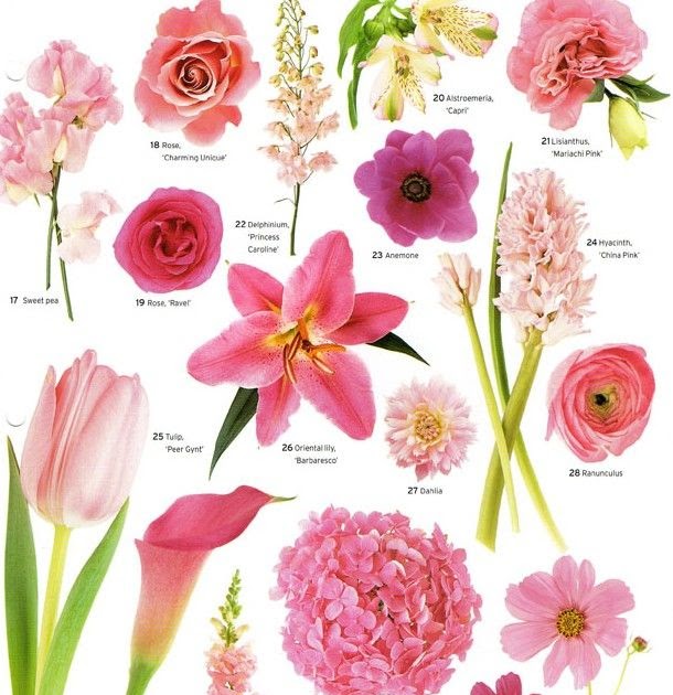 Different Types Of Flowers Drawing With Names - img-i
