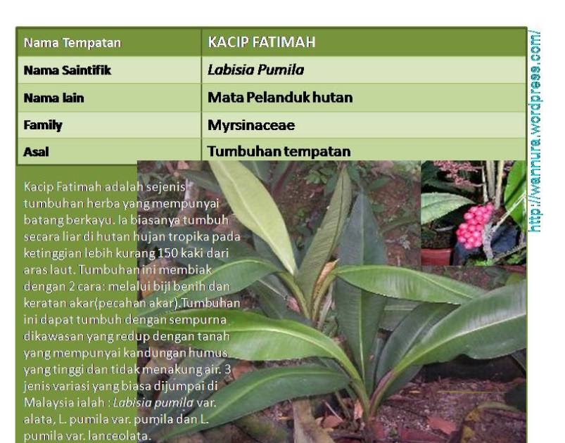 Nama Ubat Keputihan  S Gojek