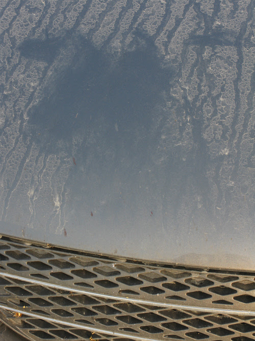 imprint of a deer's face in the dust on the hood of a car, Hydaburg, Alaska