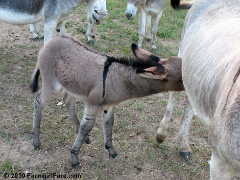 Baby Donkey 7