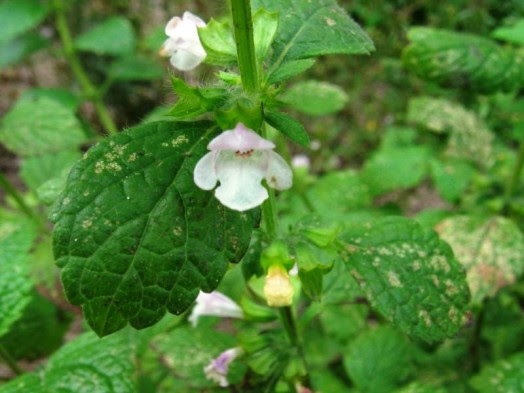 Melissa officinalis Best plants for bees - what to plant for honey bees (7)