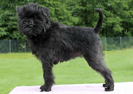Affenpinscher Puppies, Rescue, Pictures, Information, Temperament, Characteristics Animals Affenpinscher Puppies, Rescue, Pictures, Information, Temperament, Characteristics Animals