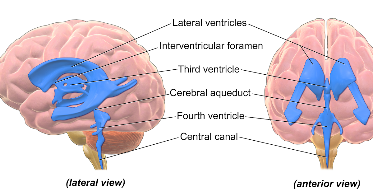 new world " CREATED": VENTRICLES OF BRAIN