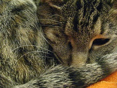 Maggie curled up on the couch and orange blanket