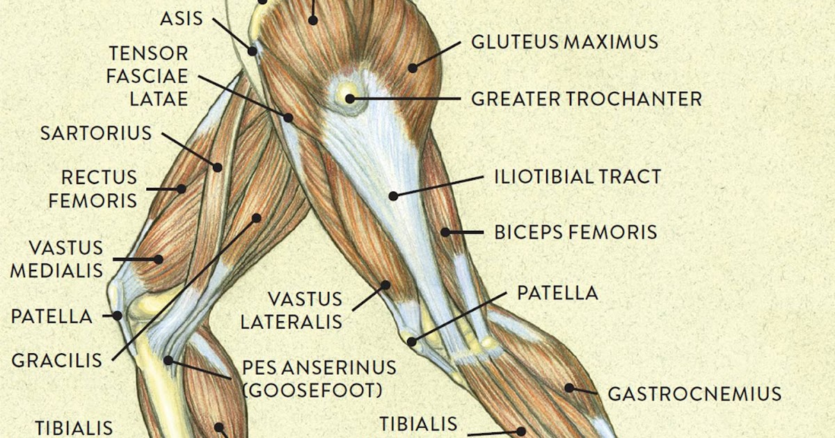 Leg Muscles Diagram : Diagram Illustrating Muscle Groups Digital Art by