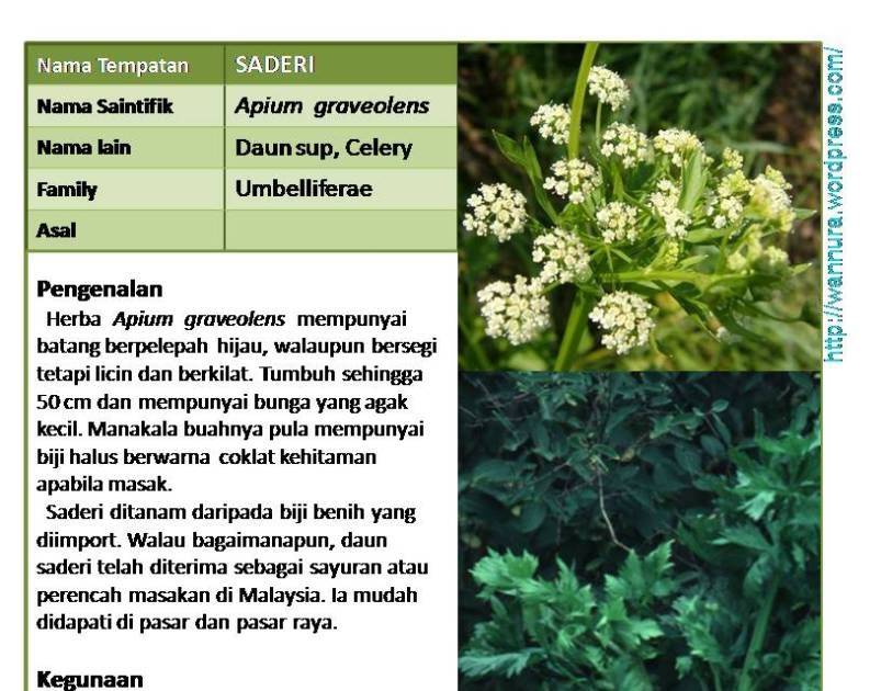 Nama Ubat Gout  Berubat y