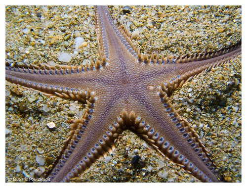 Astropecten sp.