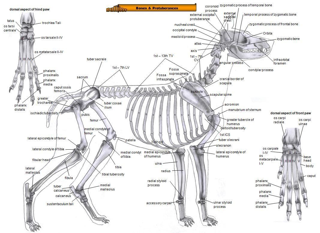 Dogs Anatomy Bones - Dogs Of Days Summer