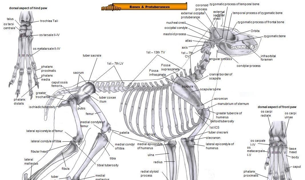 Human Bones In Alphabetical Order / Anatomy of male human skeleton