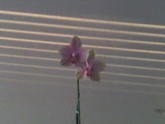 The orchid