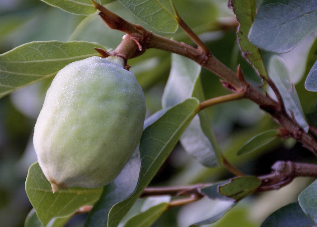 Images Of Trumpet Vine Seed Pods Poisonous To Dogs
