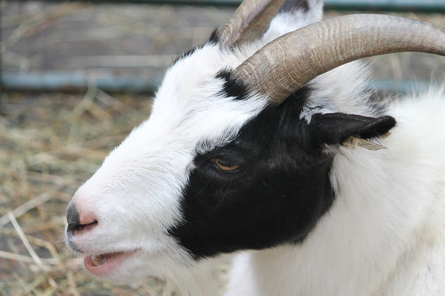 Petting Zoo: Adorama Street Fair