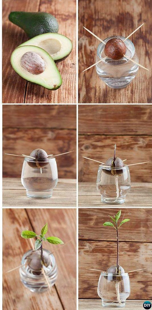 How To Grow An Avocado Seed In Water Without Toothpicks julefreedom