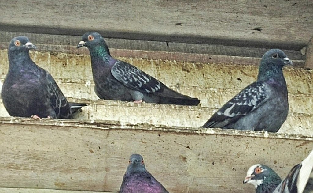 Gambar Burung Dara Bagus Wow Harga Burung Merpati Balap Di Kuningan