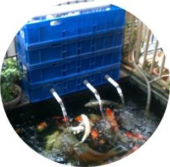 Filter Kolam Ikan Koi Sederhana - Tentang Kolam Kandang Ternak