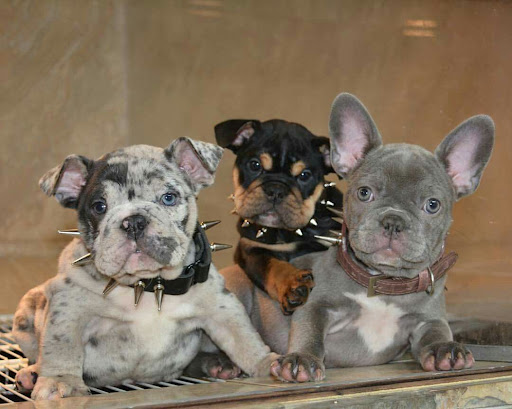 Blue Rare French Bulldog Puppies Pets Lovers
