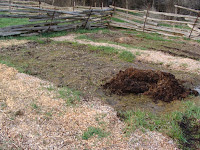 Potato bed, 21 April 2008
