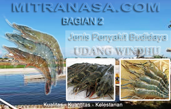 Penyakit Pada Budidaya Udang Windu Penyakit Pada Budidaya Udang Windu