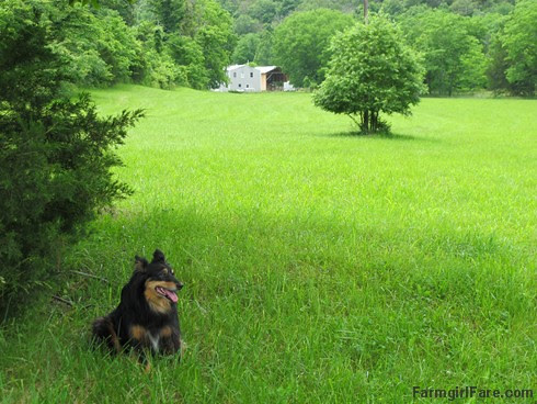 (30-30) View of the house from the middle of the hayfield - FarmgirlFare.com
