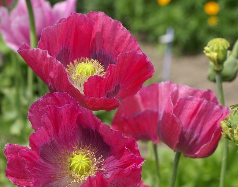 Pink Poppy Flower Seeds - flowersae