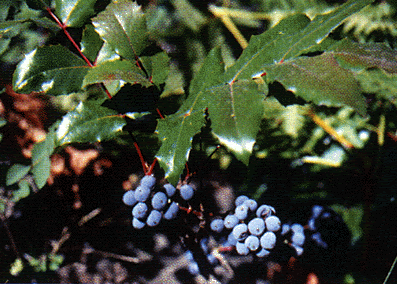 Figure 3.  Vinland's  Tall Oregon-grape (Mahonia aquifolium)