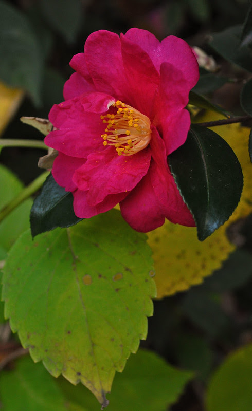 Camellia sasanqua 'Kanjiro' (3)