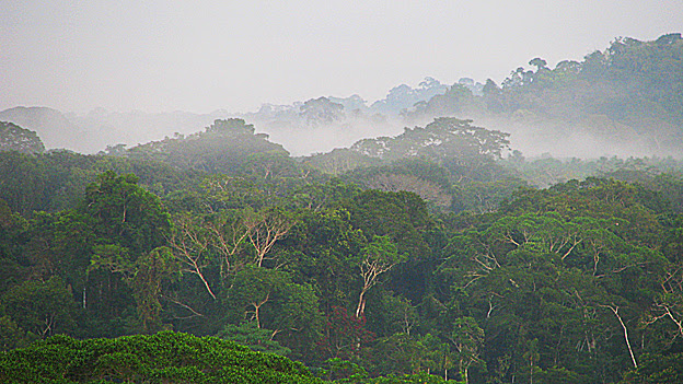 Bosque en la Amazonía boliviana
