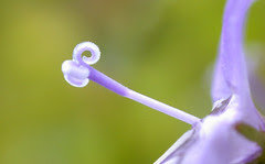 Purple Stamen