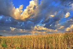 Palouse Wheat Field Sunrise