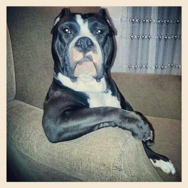Collection of animals that pose better than you
