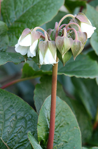 Trichodesma scottii