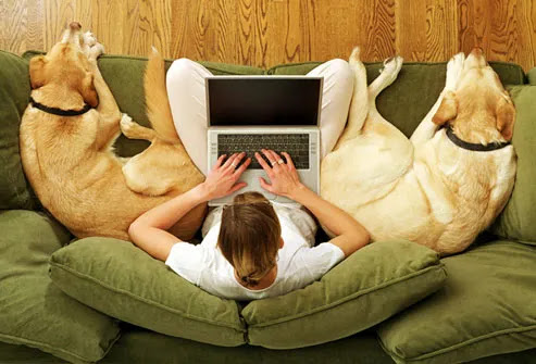 A mulher no sofá com os cães, enquanto trabalha em casa
