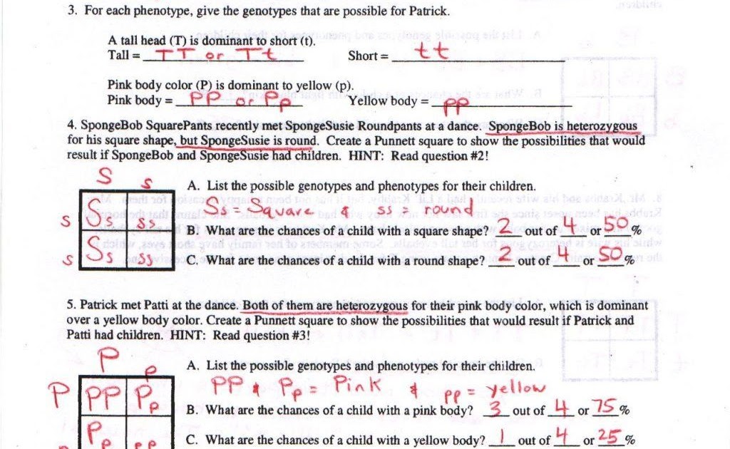 biology-dihybrid-cross-worksheet-free-download-gmbar-co