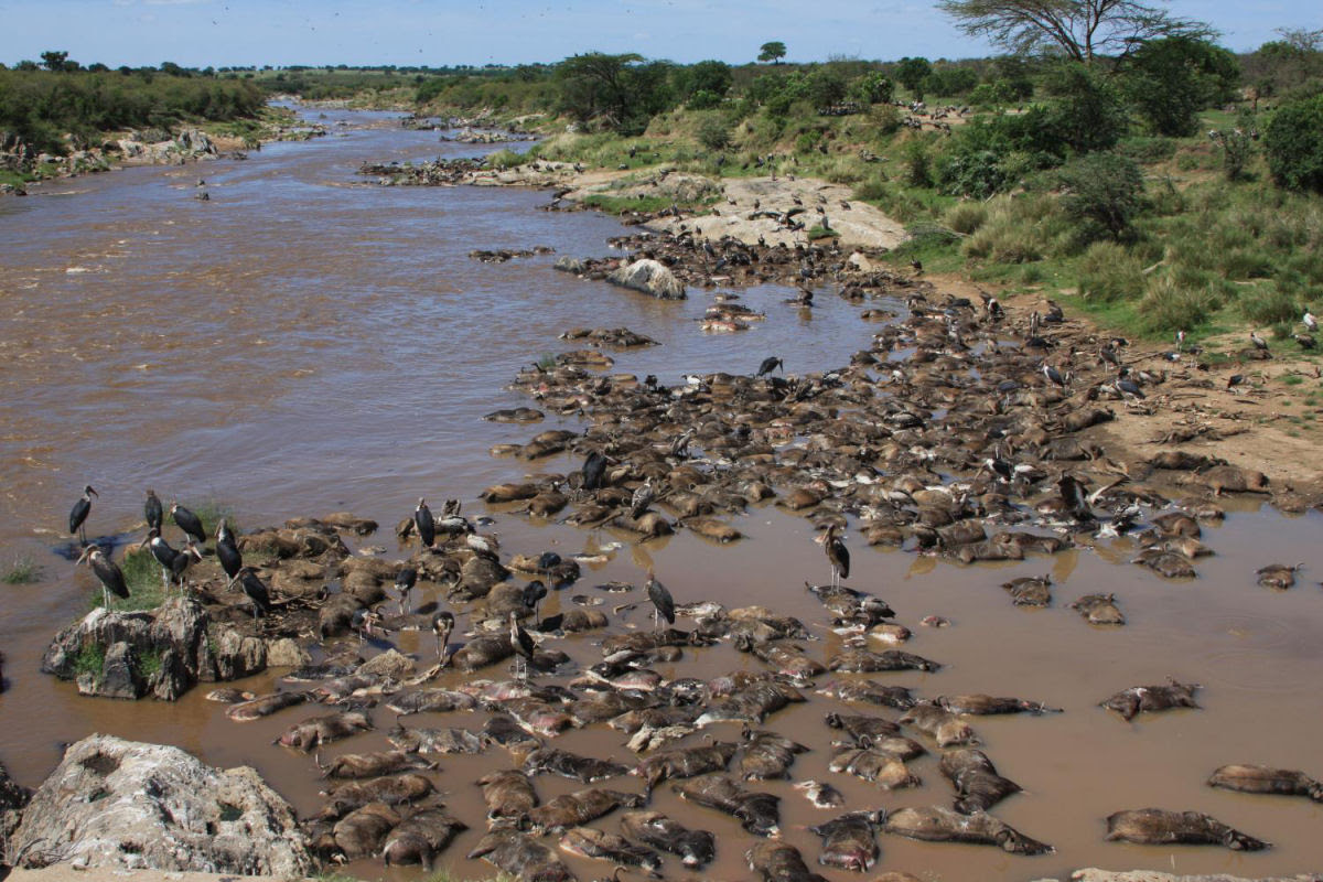 A morte que alimenta o rio Mara, no Serengeti