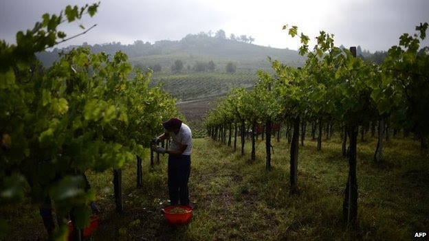 Employees in a vineyard in Zenevredo, northern Italy (16 September 2013)