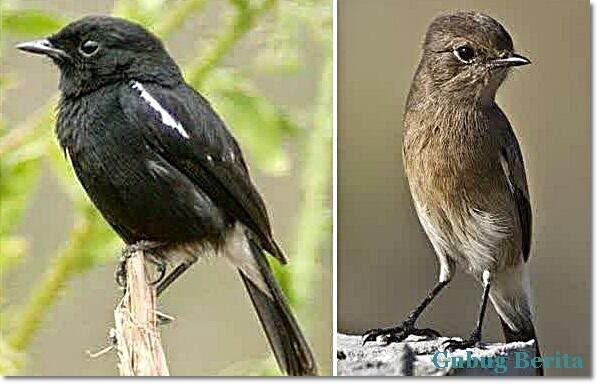 Burung Decu Wulung : Burung decu terbiasa hidup di pepohonan tinggi, pinggiran hutan, padang ...