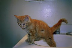 cat in a sink