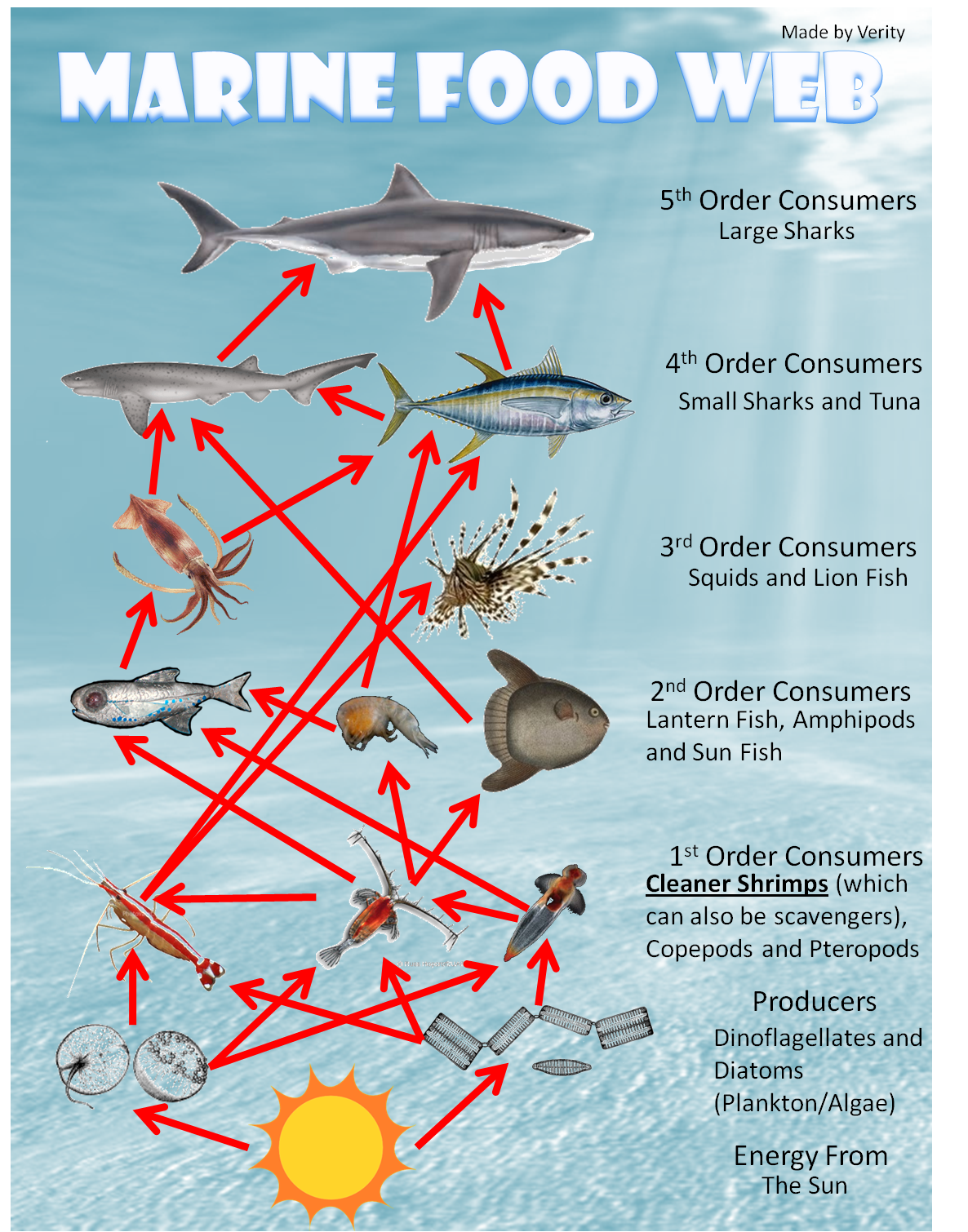Food Web Of The Deep Sea