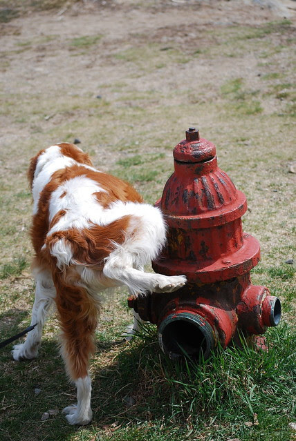 http://farm4.staticflickr.com/3629/3460602363_68b5a6f71c_z.jpg