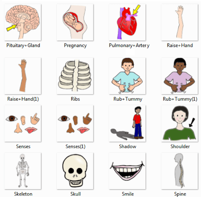 Human Back Side Body Parts Name / muscular system for kids | Muscular