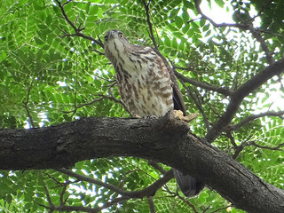 鳳頭蒼鷹/無限台南