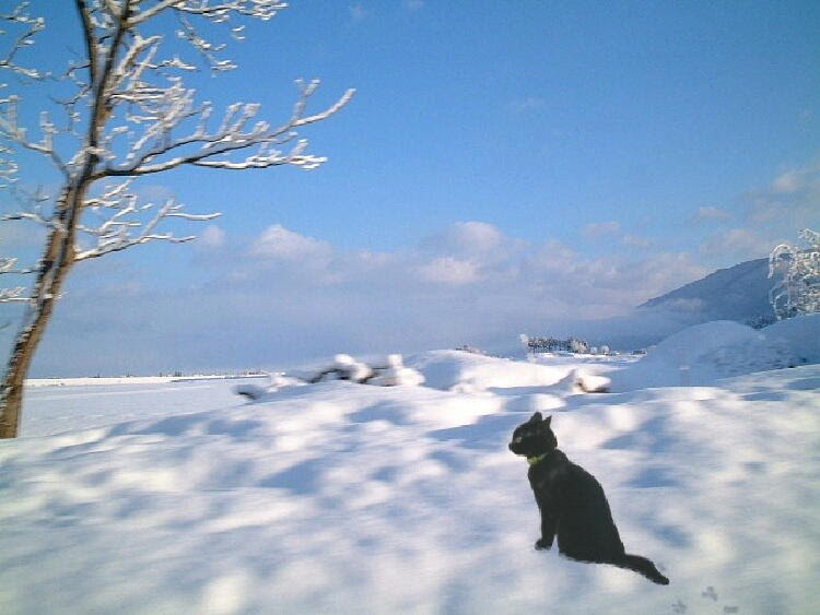 綺麗な猫 壁紙 Pc 冬 すべての美しい花の画像