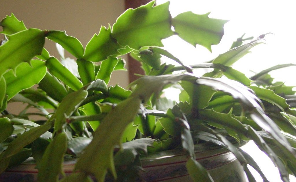 Picture Of Christmas Cactus Leaf - Christmas Leaf