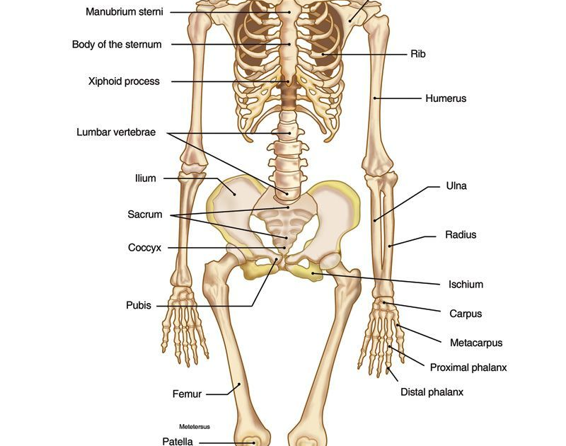 Human Bone Anatomy - Divisions Of The Skeletal System Anatomy And