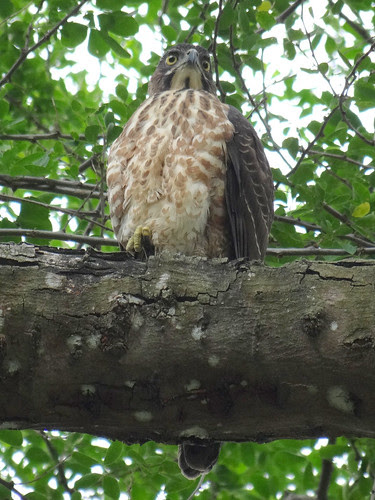 鳳頭蒼鷹/無限台南