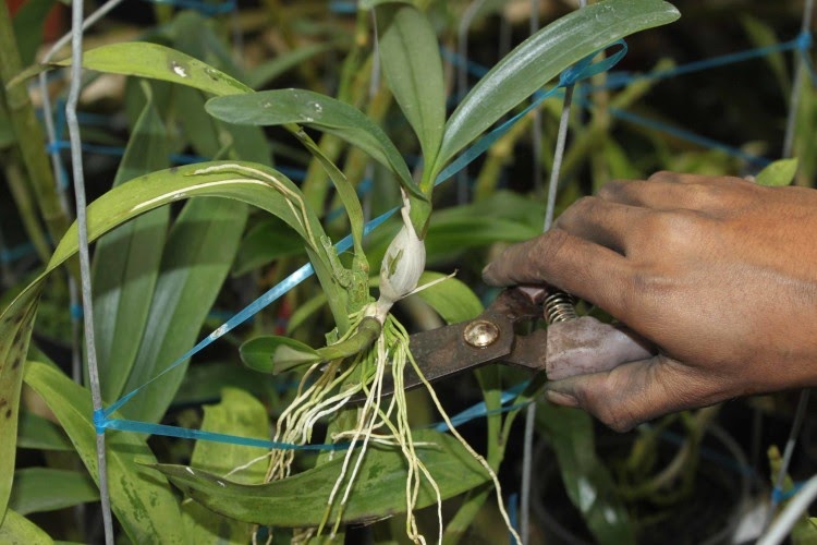 TANAMAN HIAS CARA BUDIDAYA BUNGA  ANGGREK  DENGAN SEDERHANA 