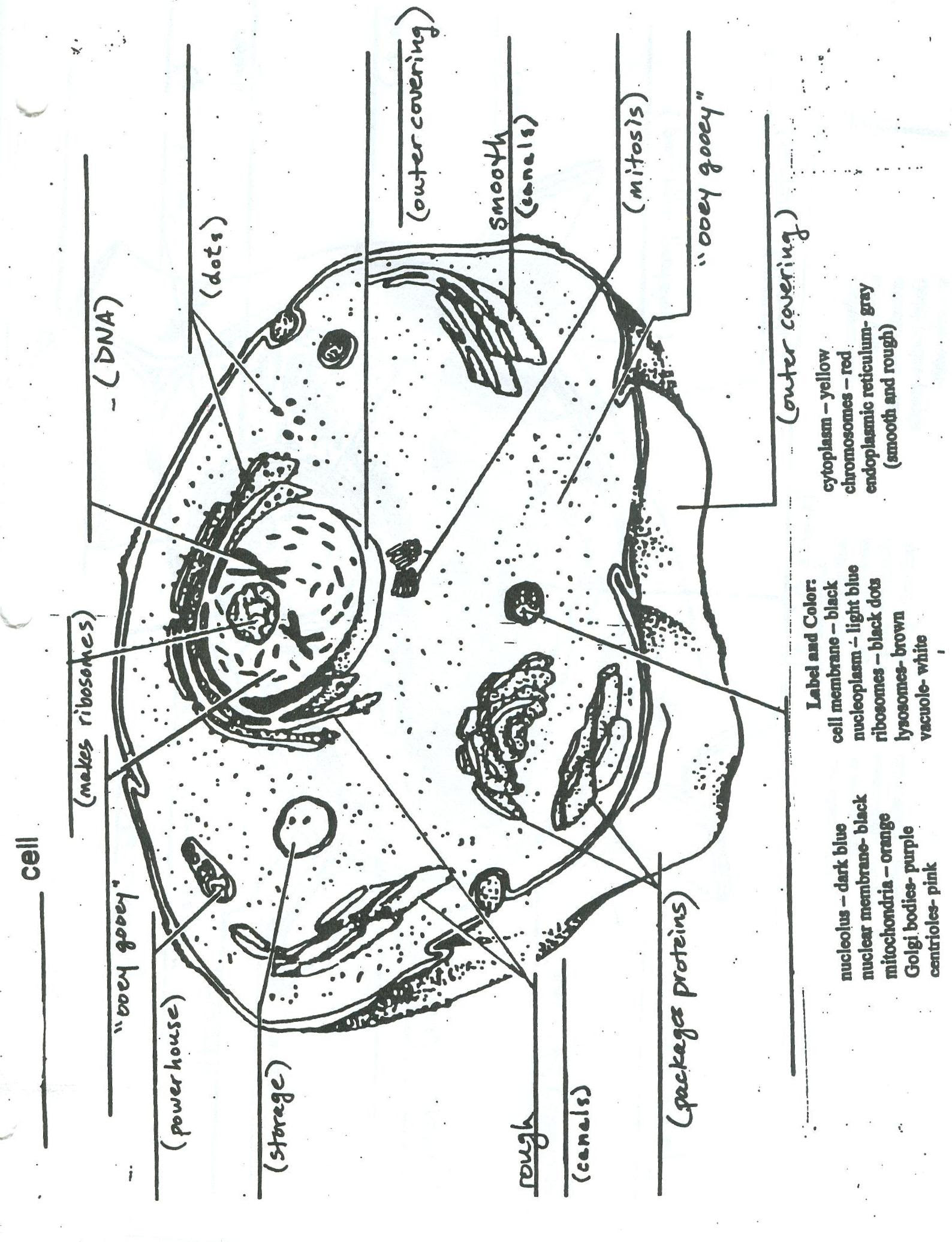 13+ Cell Membrane Plant Cell Colour Gif